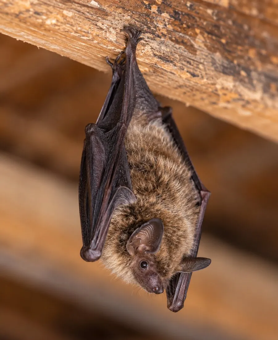 A bat hanging upside down from a wooden beam