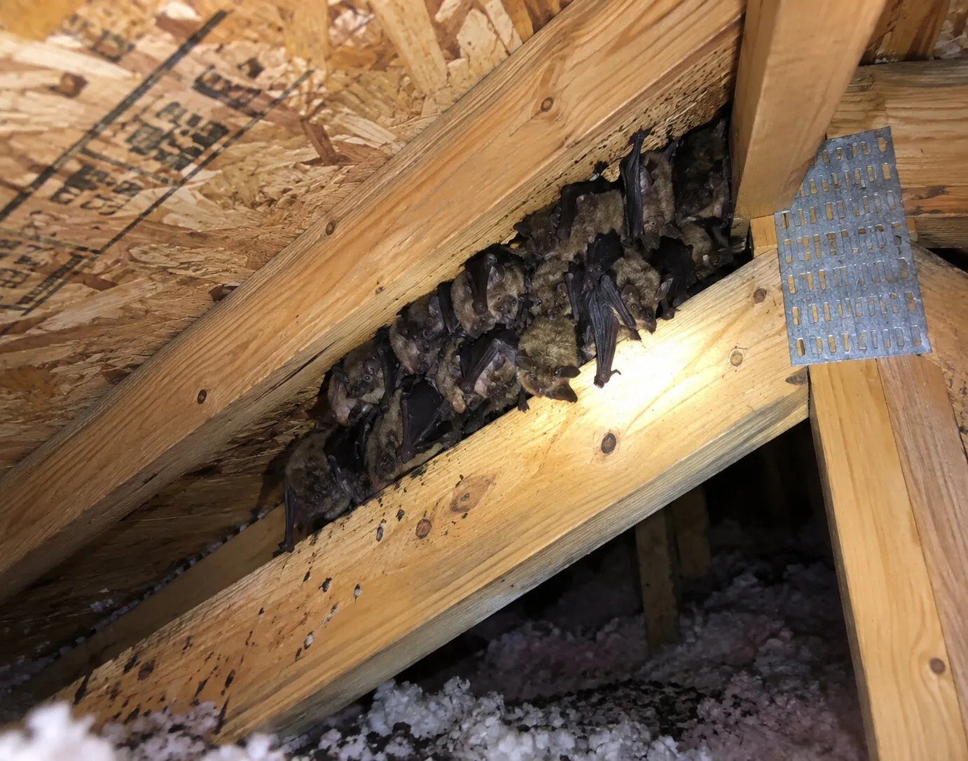 Bats roosting between exposed wooden attic rafters